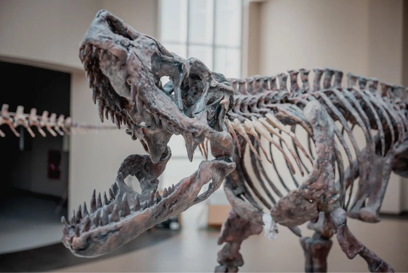 Esqueleto de un dinosaurio carnívoro montado en una sala del museo, con las fauces abiertas