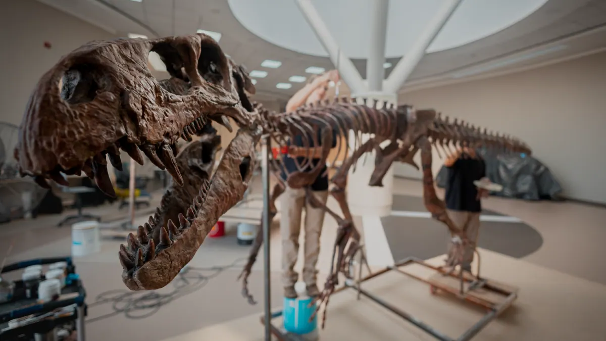 Esqueleto de un dinosaurio carnívoro en montaje en el hall, con técnicos trabajando alrededor